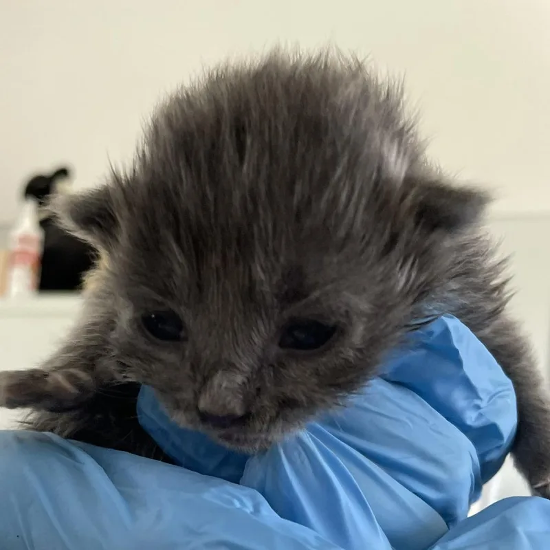 A baby small-sized male Gray / Blue / Silver Domestic Short Hair cat named Oscar for adoption in Chapel Hill, NC