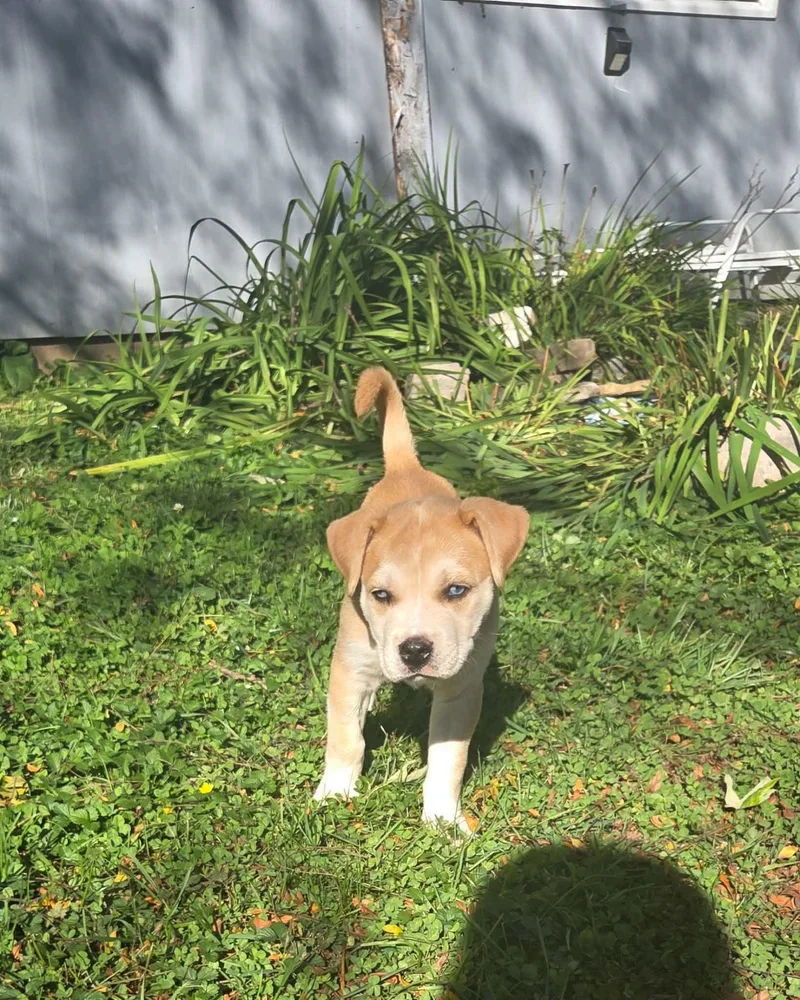 A baby large-sized female Yellow / Tan / Blond / Fawn Terrier dog named Columbia for adoption in South Elgin, IL