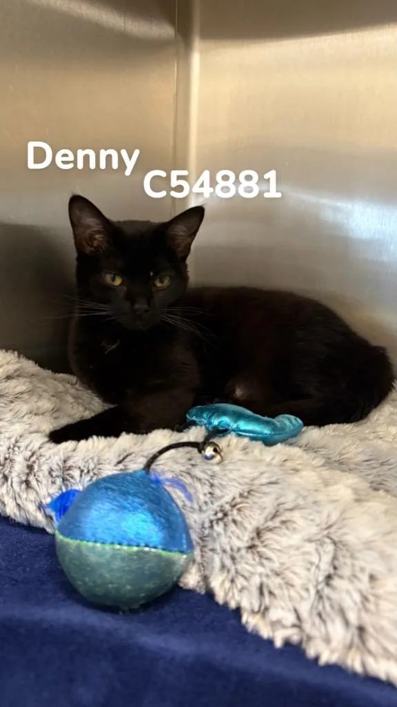 Denny