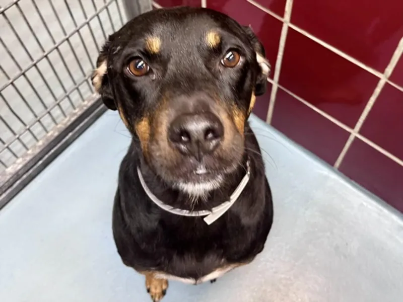 A young medium-sized male Plott Hound dog named Crunchwrap Supreme for adoption in Houston, TX