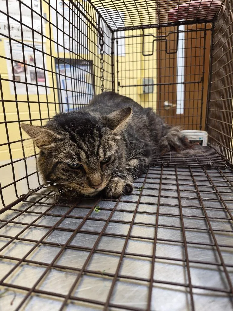 A young small-sized male Domestic Medium Hair cat named Buster Brown for adoption in Crossville, TN