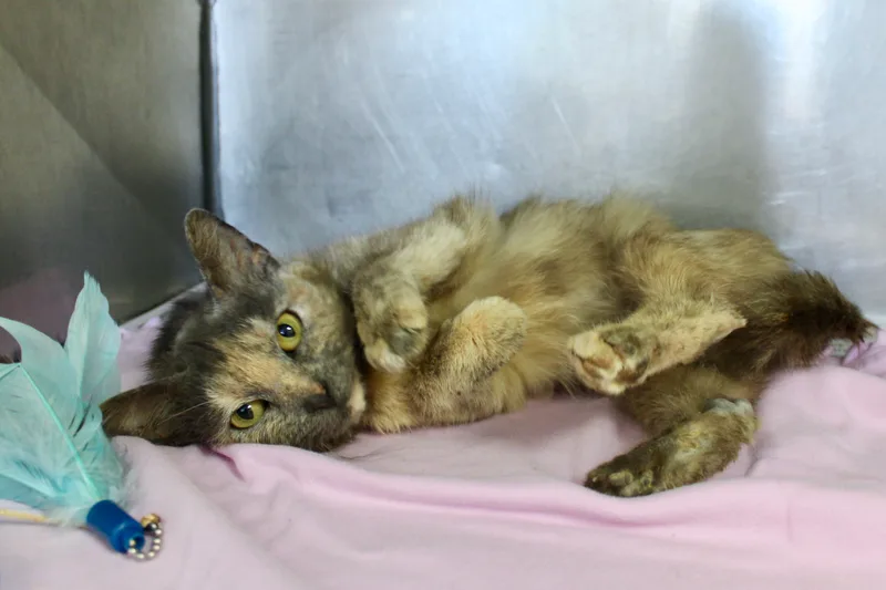 Potpourri thumbnail 2