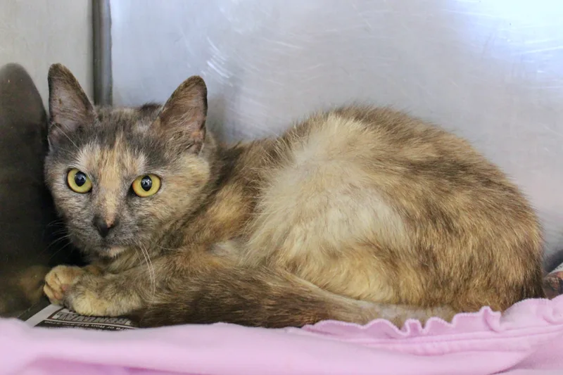 Potpourri thumbnail 3