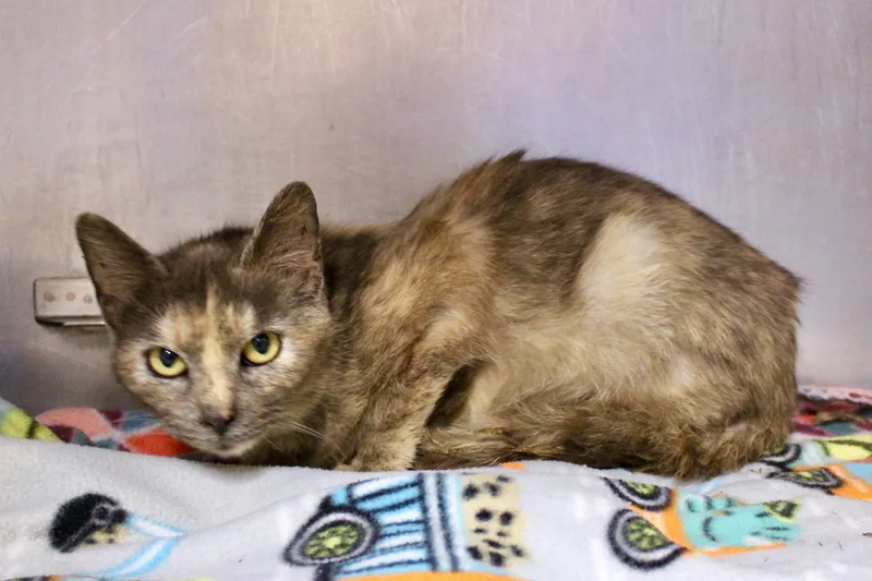 Potpourri thumbnail 4