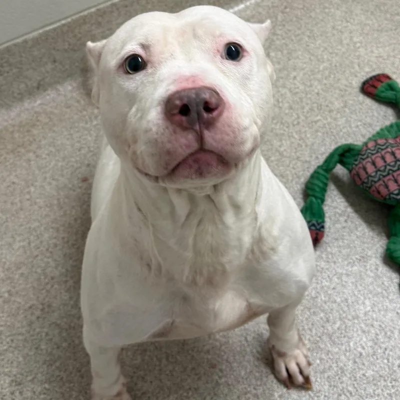 An adult large-sized female Pit Bull Terrier dog named Milkshake for adoption in Horn Lake, MS