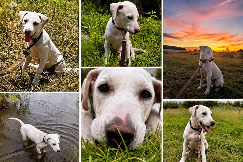 A baby medium-sized female Apricot / Beige Labrador Retriever dog named Pearl  The Cuddliest for adoption in Carolina, PR