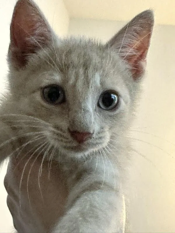 A baby small-sized male Domestic Short Hair cat named Butterscotch for adoption in Patchogue, NY