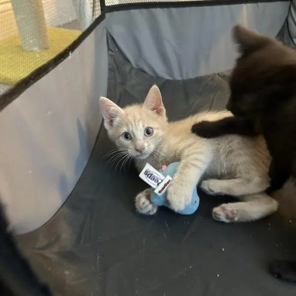Butterscotch thumbnail 5