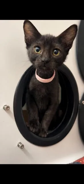 A baby small-sized male Domestic Short Hair cat named Jaque for adoption in Roseville, CA