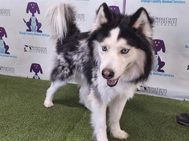 An adult large-sized male Alaskan Malamute dog named Finn for adoption in Orlando, FL
