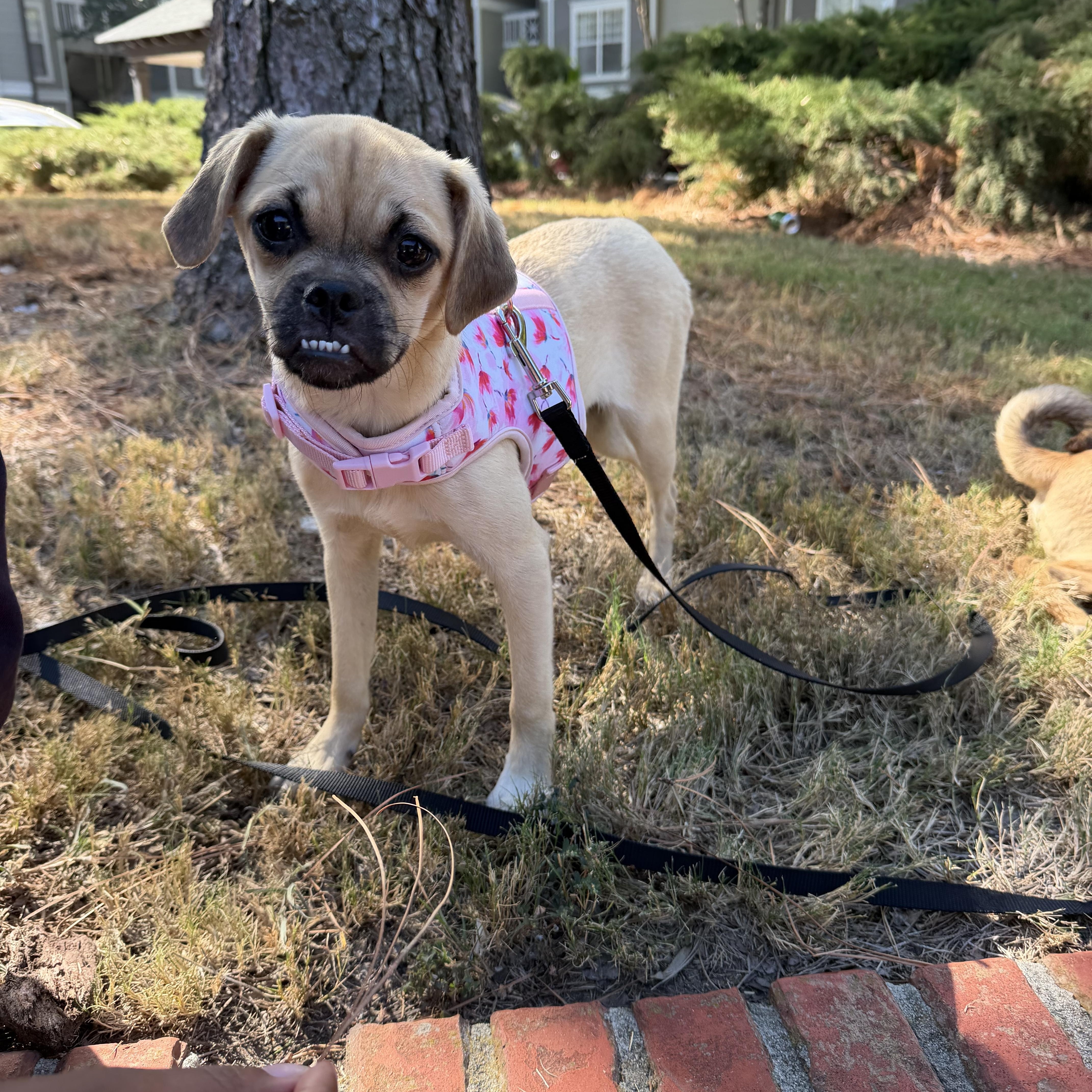 A young small-sized female Apricot / Beige Puggle dog named Maevis for adoption in Memphis, TN
