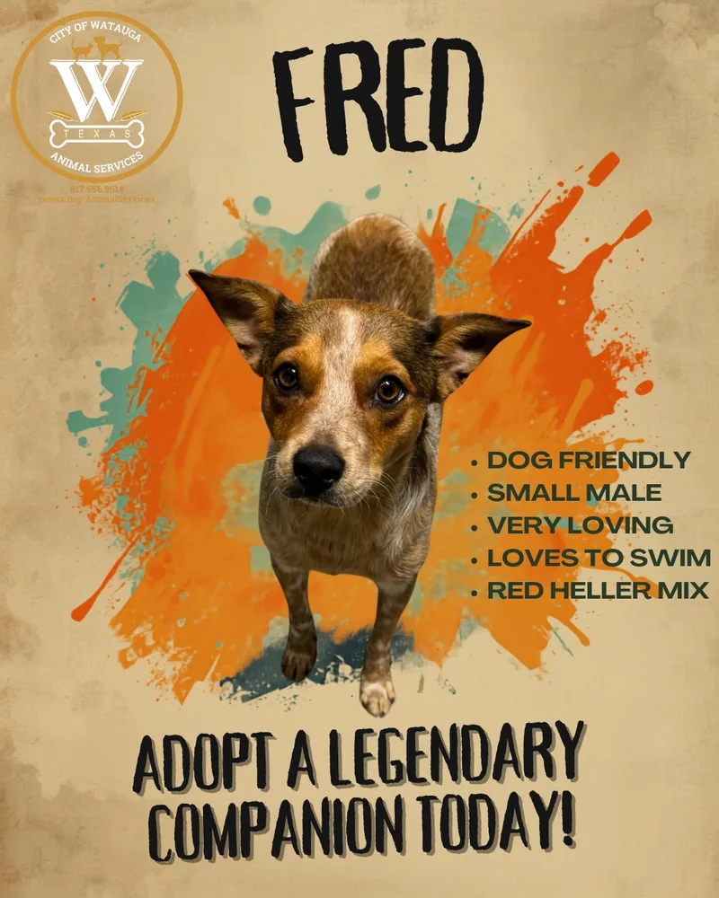 An adult medium-sized male Red / Chestnut / Orange Australian Cattle Dog / Blue Heeler dog named Fred for adoption in Watauga, TX