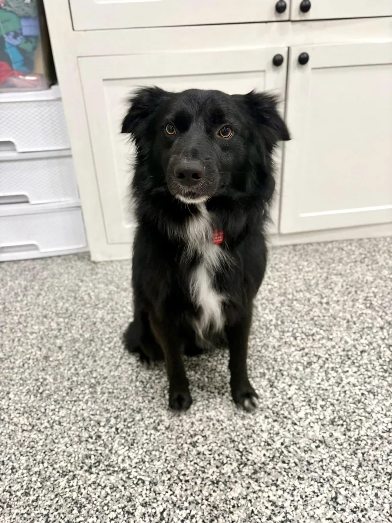 An adult medium-sized male Border Collie dog named Dutch for adoption in Branford, CT