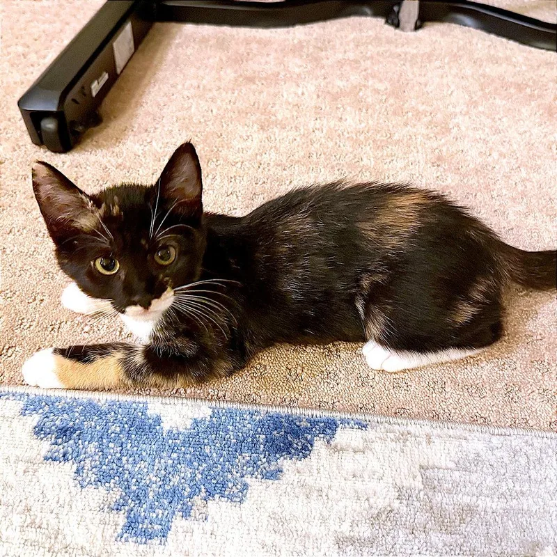 A baby small-sized female Calico Domestic Short Hair cat named Chai for adoption in Pleasant Hill, CA