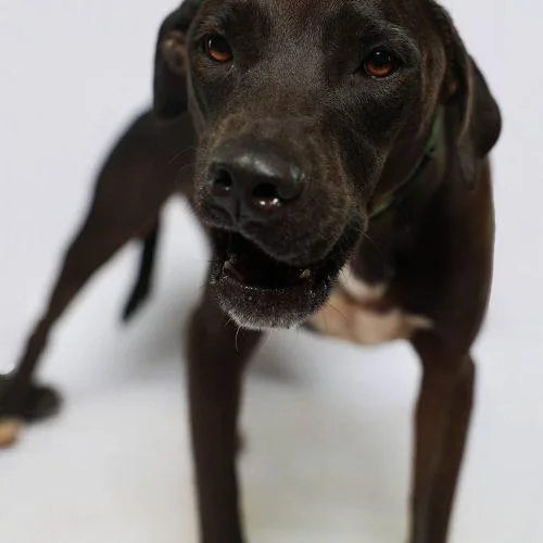 A young medium-sized male Black American Staffordshire Terrier dog named Thin Mint for adoption in Sullivan City, TX