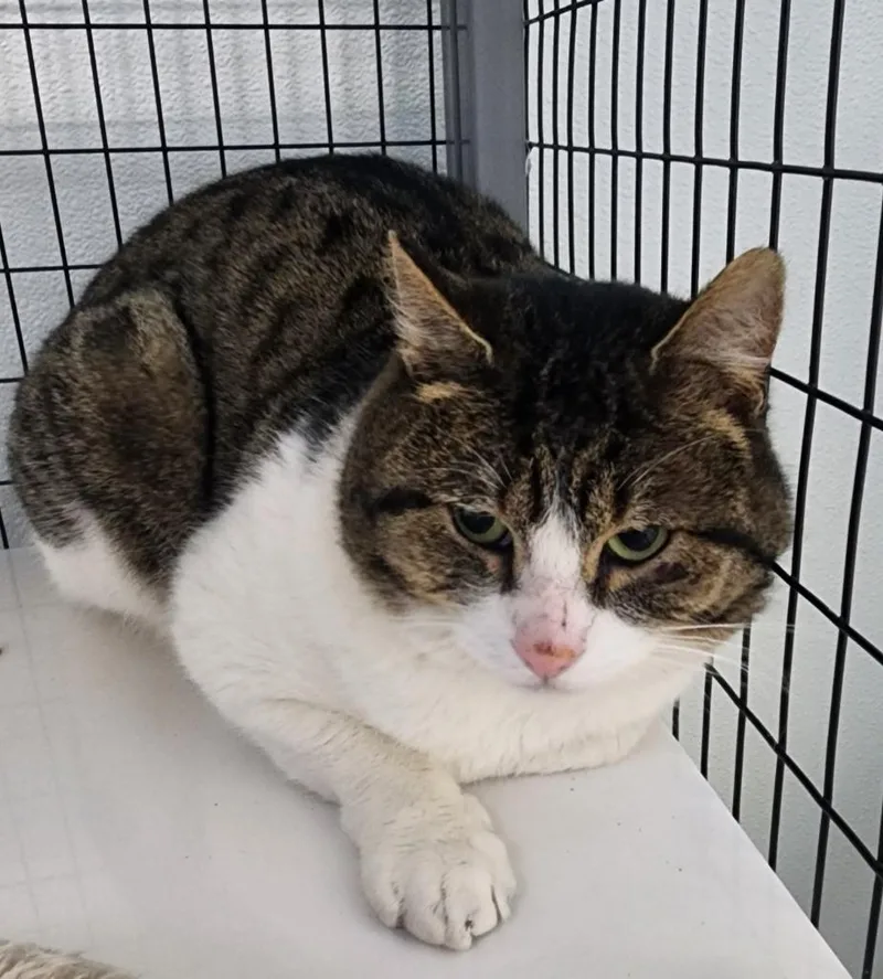 Little Lion thumbnail 2