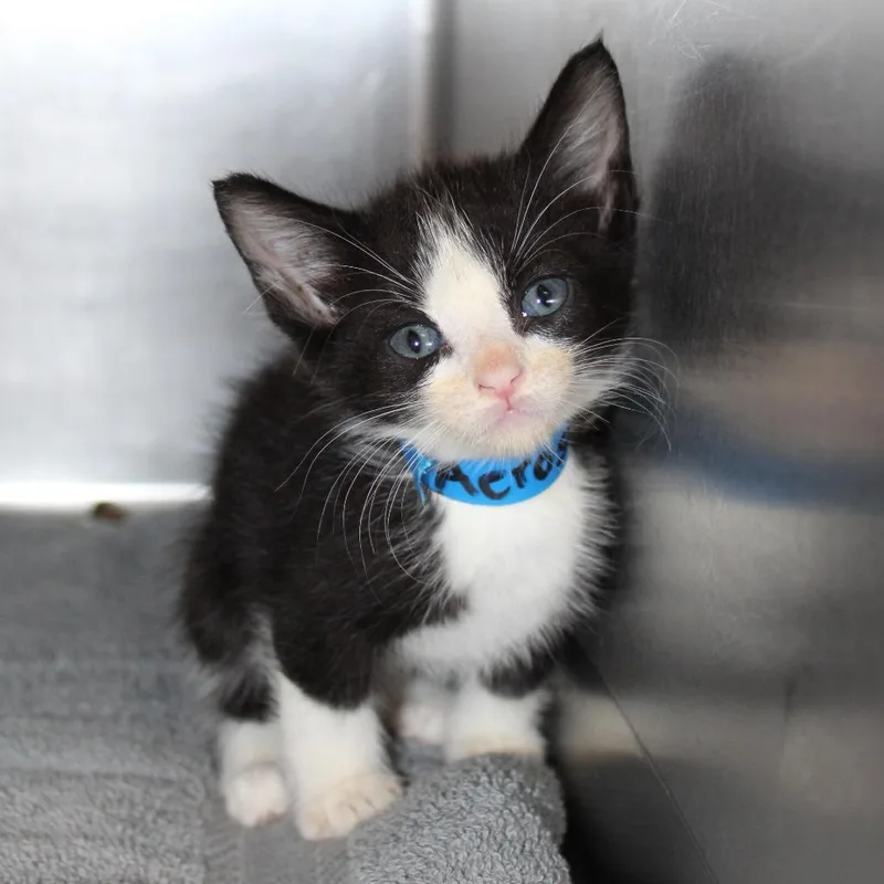A baby small-sized male Black Domestic Short Hair cat named Aerosmith for adoption in Auburn, AL