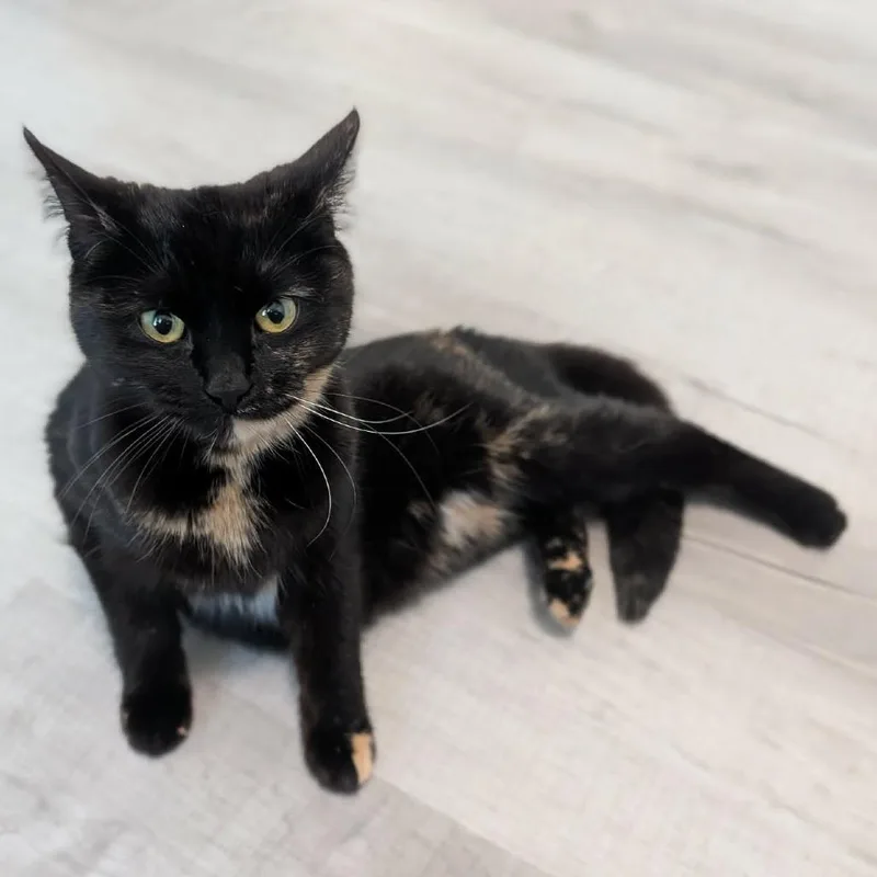 A young small-sized female Black Domestic Short Hair cat named Velvet C for adoption in Princeton, MN