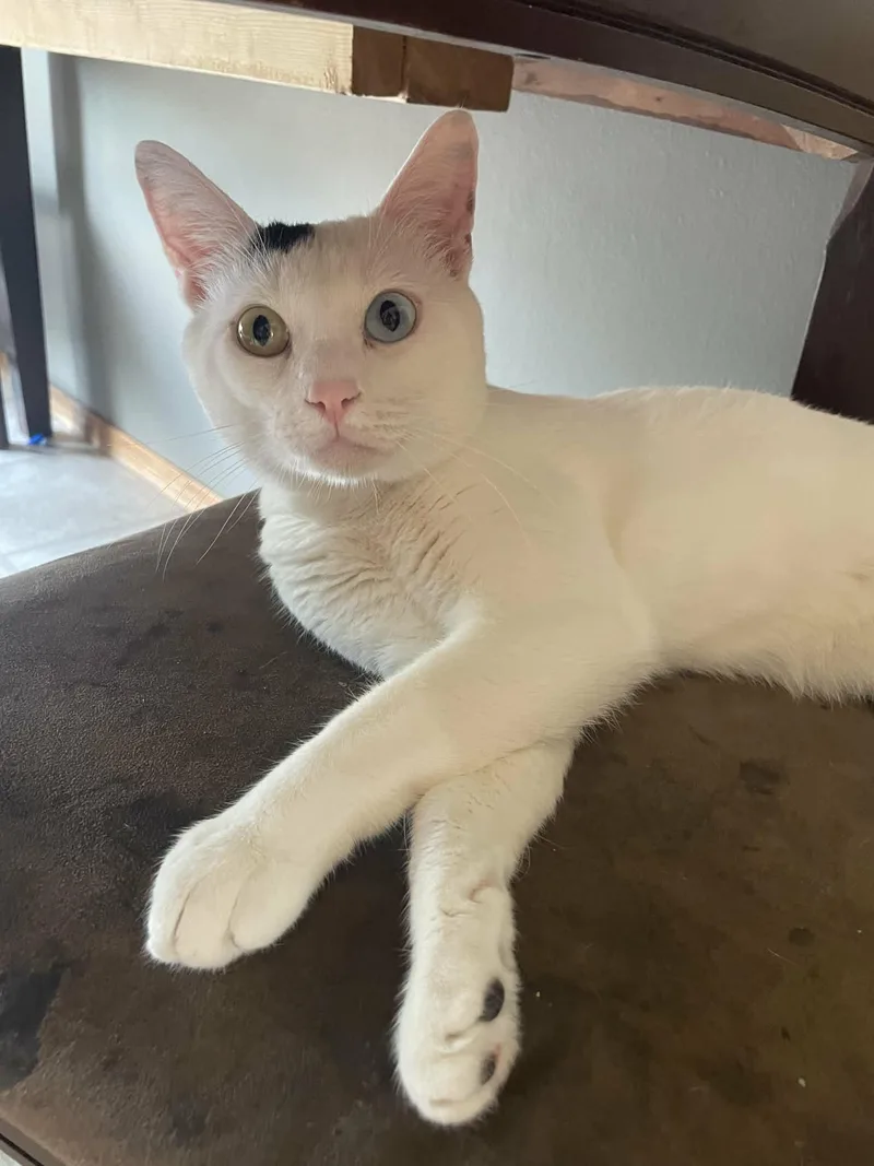 An adult medium-sized male White Domestic Short Hair cat named Stormy for adoption in Sioux Falls, SD