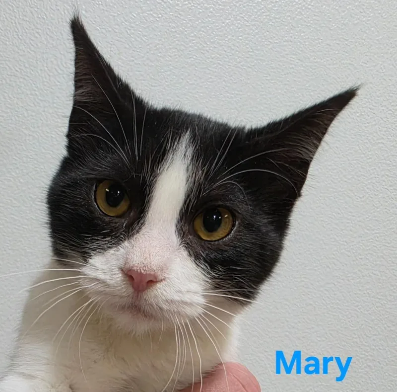 A baby medium-sized female Domestic Short Hair cat named Mary for adoption in Cloquet, MN