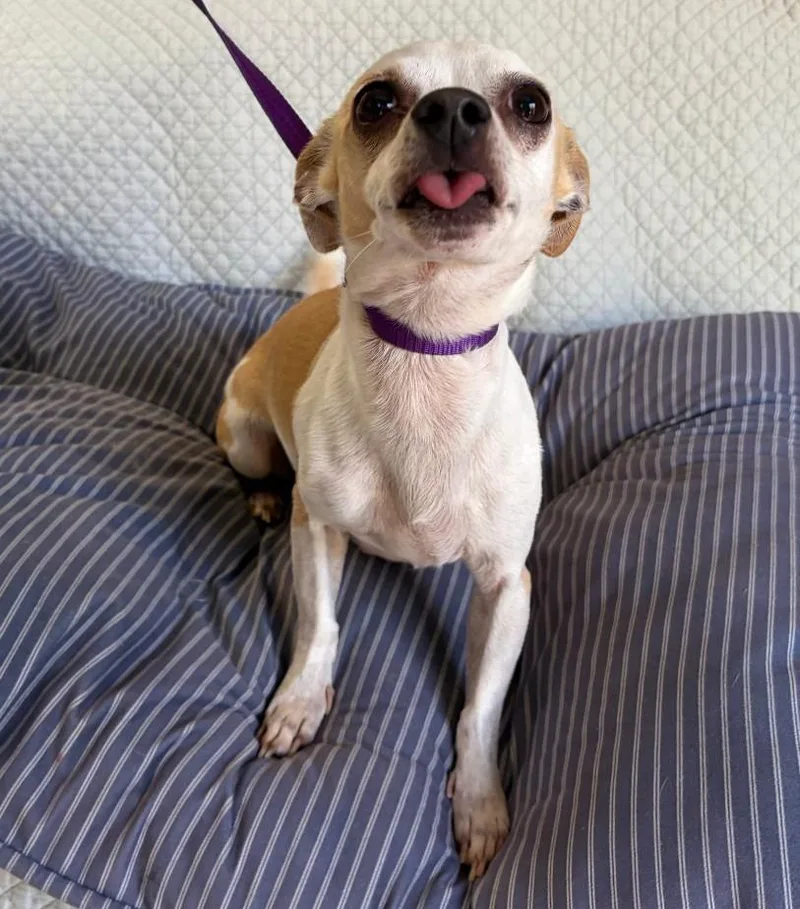 An adult small-sized female Chihuahua dog named Lady for adoption in Fort Worth, TX