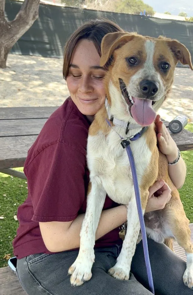 A young medium-sized male Australian Cattle Dog / Blue Heeler dog named Shiloh for adoption in Santa Barbara, CA