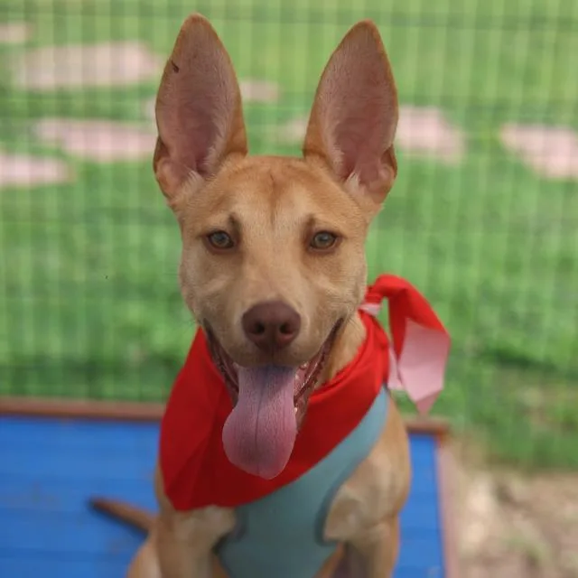 A young medium-sized male American Staffordshire Terrier dog named Tango for adoption in San Antonio, TX