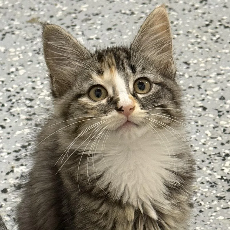 A baby small-sized female Domestic Medium Hair cat named Minnow for adoption in Nowata, OK