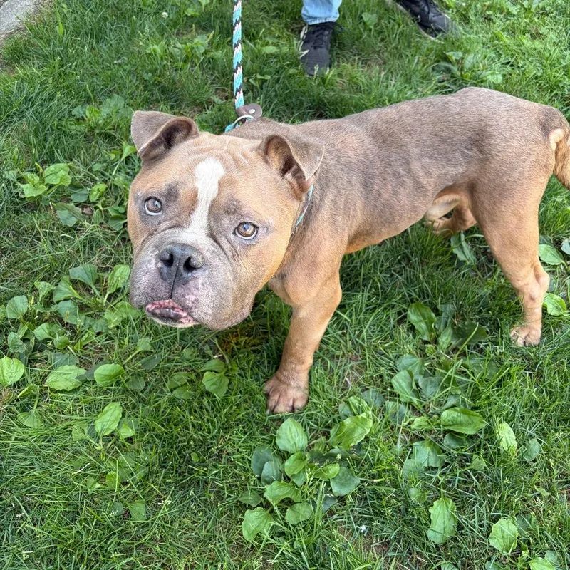 An adult medium-sized male Brown / Chocolate Pit Bull Terrier dog named Victor for adoption in Newark, NJ