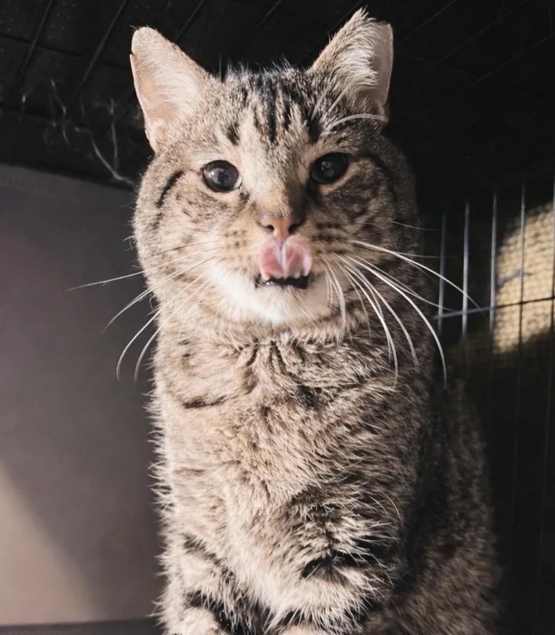 Fat Head thumbnail 2