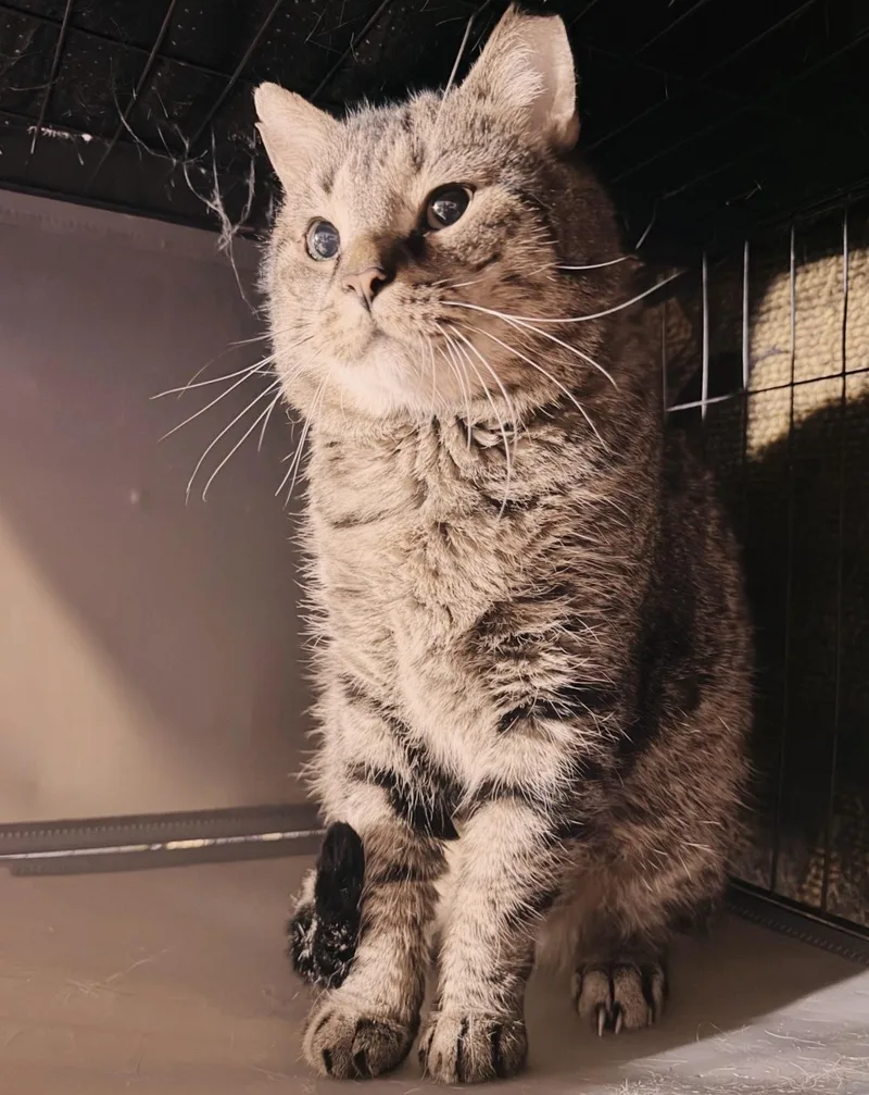 Fat Head thumbnail 3