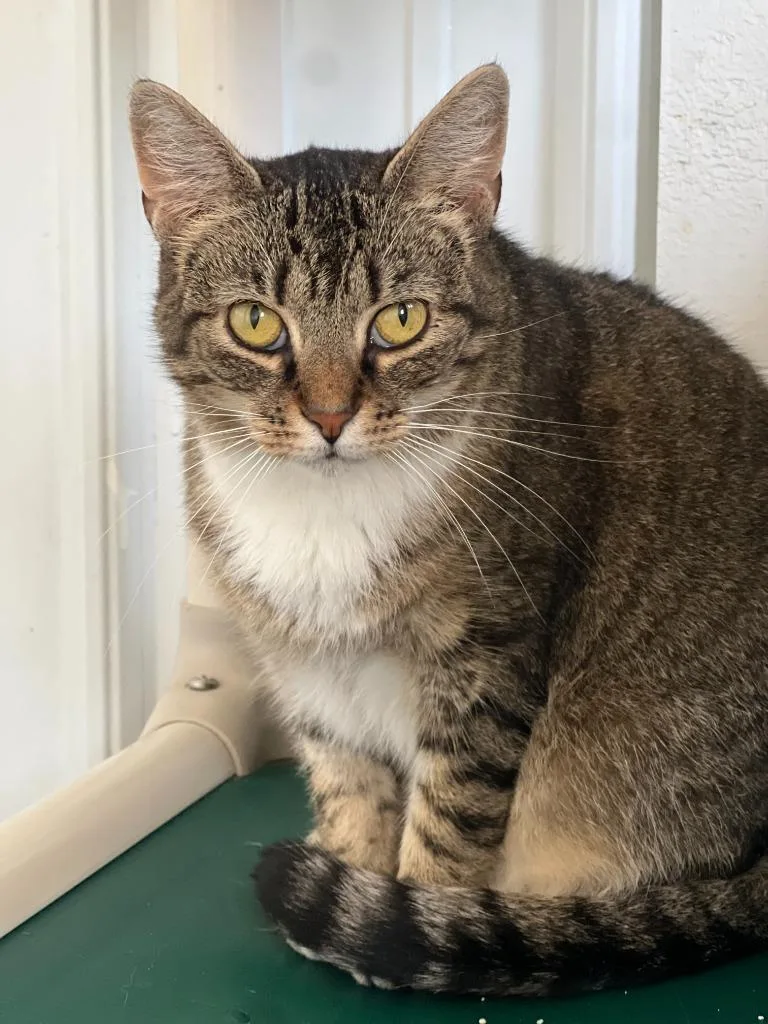 Truffles thumbnail 2