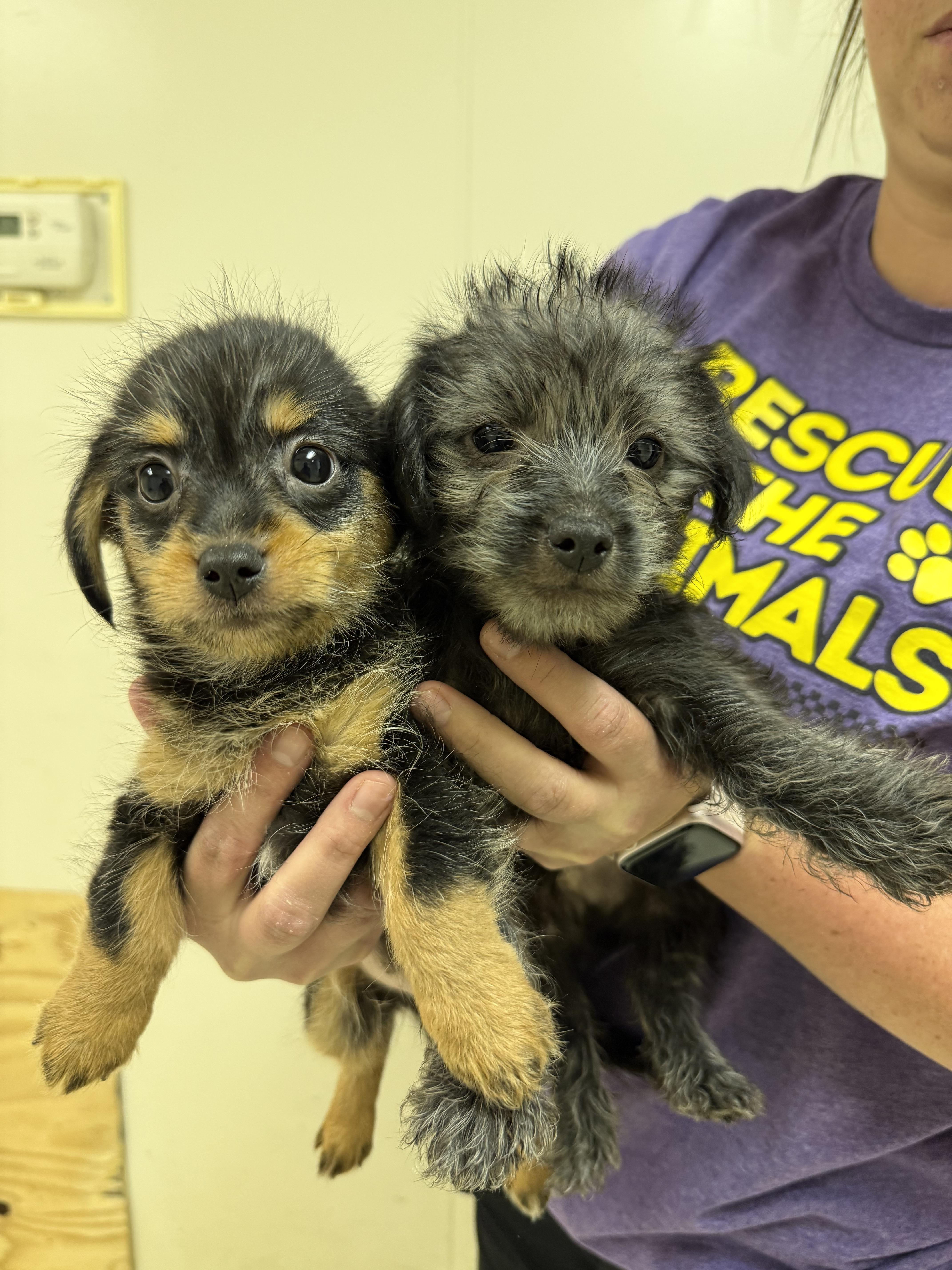 A baby small-sized male Black Terrier dog named Sir Lancelot for adoption in Blue Springs, MO