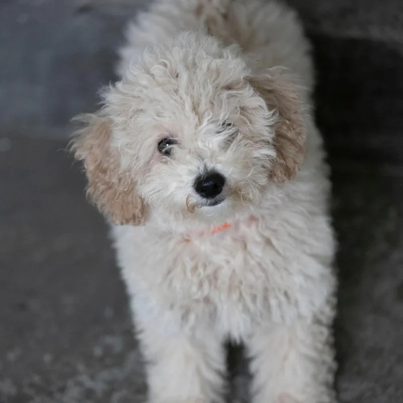 A baby small-sized male White / Cream Poodle (Toy) dog named Gunner for adoption in Peyton, CO