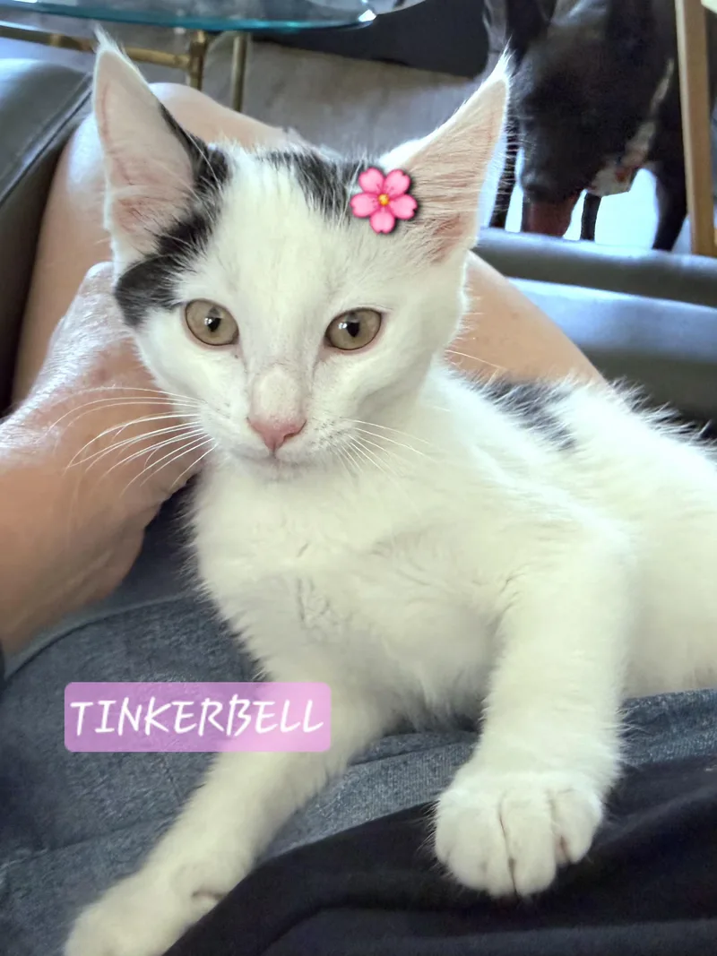 Tinkerbell thumbnail 5