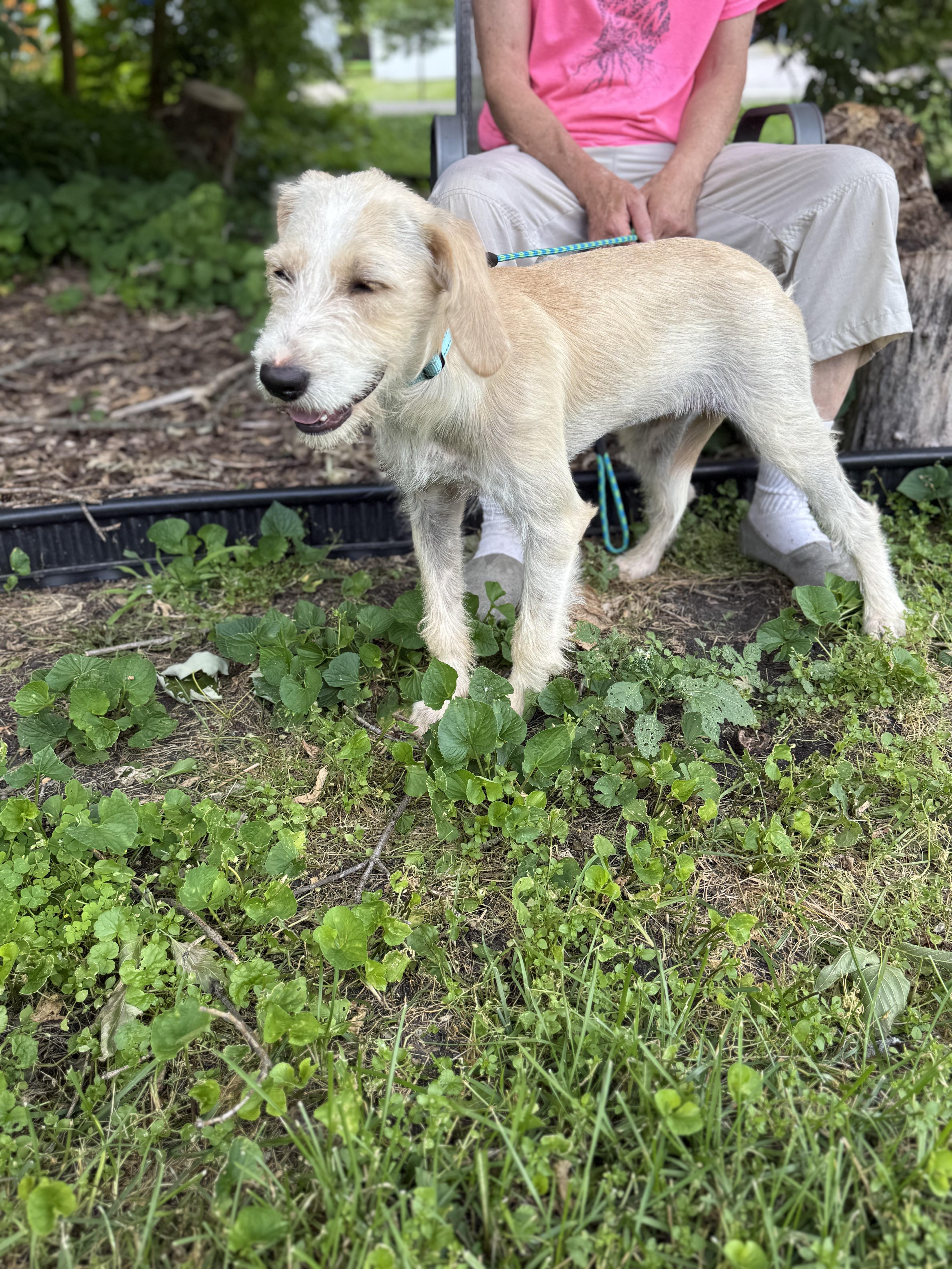 A young medium-sized female White / Cream Aussiedoodle dog named Lil Bit for adoption in White Lake, MI