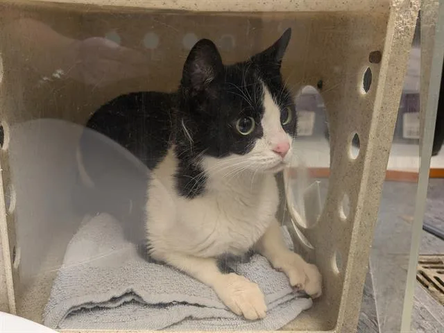 An adult medium-sized female Domestic Short Hair cat named Falion for adoption in Kent, WA