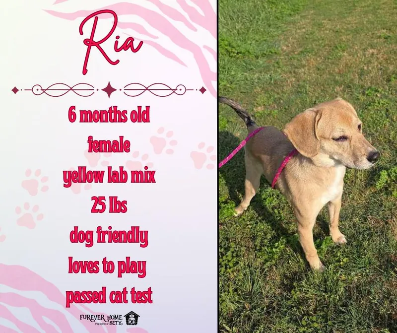 A baby medium-sized female Yellow Labrador Retriever dog named It’s for adoption in Lumberton, TX