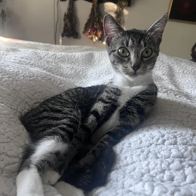 A young medium-sized female Gray / Blue / Silver Domestic Short Hair cat named Lily Anne for adoption in Roswell, GA