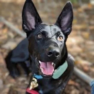 A young medium-sized female Black Mixed Breed dog named Paisley for adoption in Watertown, WI