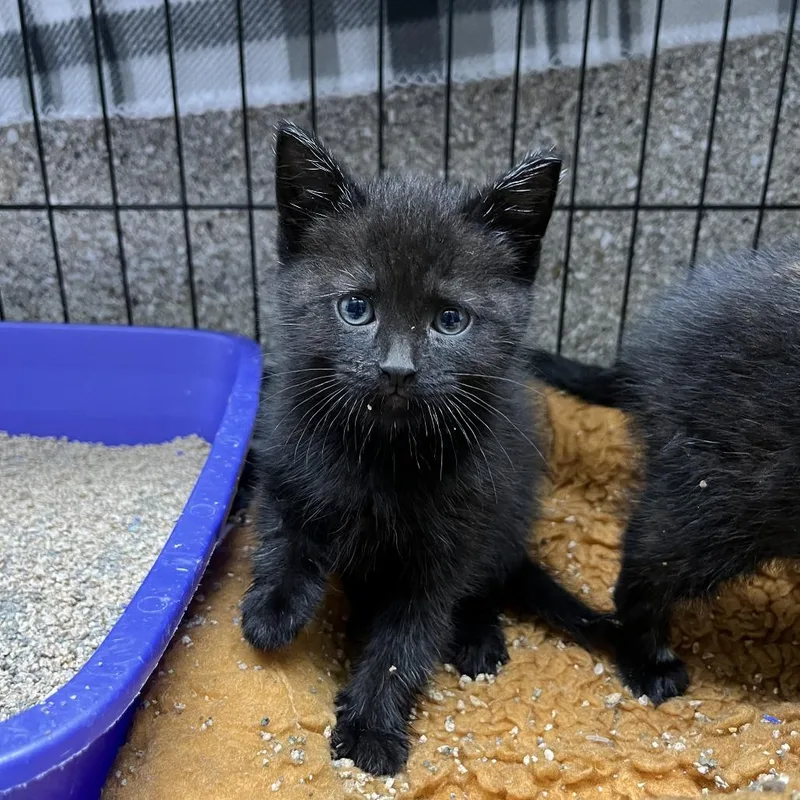 A baby small-sized male Black Domestic Short Hair cat named Morel for adoption in Detroit Lakes, MN