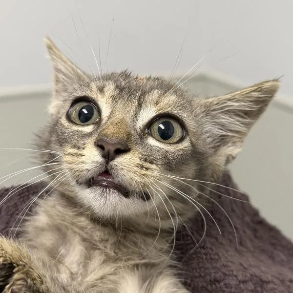 A baby small-sized female Domestic Short Hair cat named Pepper for adoption in San Diego, CA