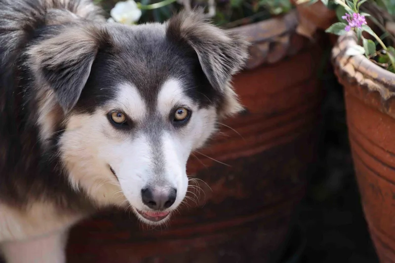An adult medium-sized female Siberian Husky dog named Eclair for adoption in Walnut Creek, CA