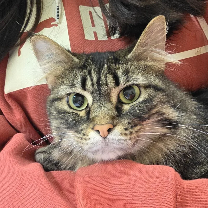 An adult medium-sized female Brown / Chocolate Domestic Short Hair cat named Cleo for adoption in Bristol, IN