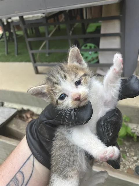 A baby medium-sized female Domestic Medium Hair cat named Jinu for adoption in Dallas, TX