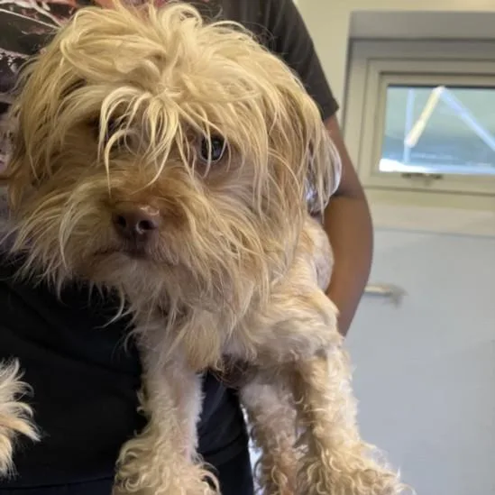 An adult small-sized male Terrier dog named Prince for adoption in Van Nuys, CA