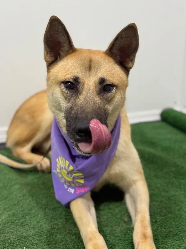 A young large-sized male Yellow / Tan / Blond / Fawn Belgian Shepherd / Malinois dog named Duke for adoption in Carlsbad, CA