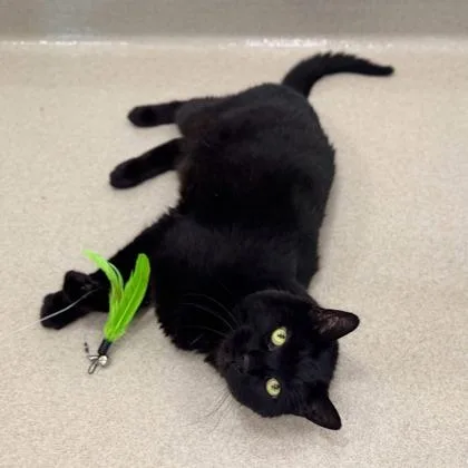 An adult large-sized female Domestic Short Hair cat named Raven for adoption in Traverse City, MI