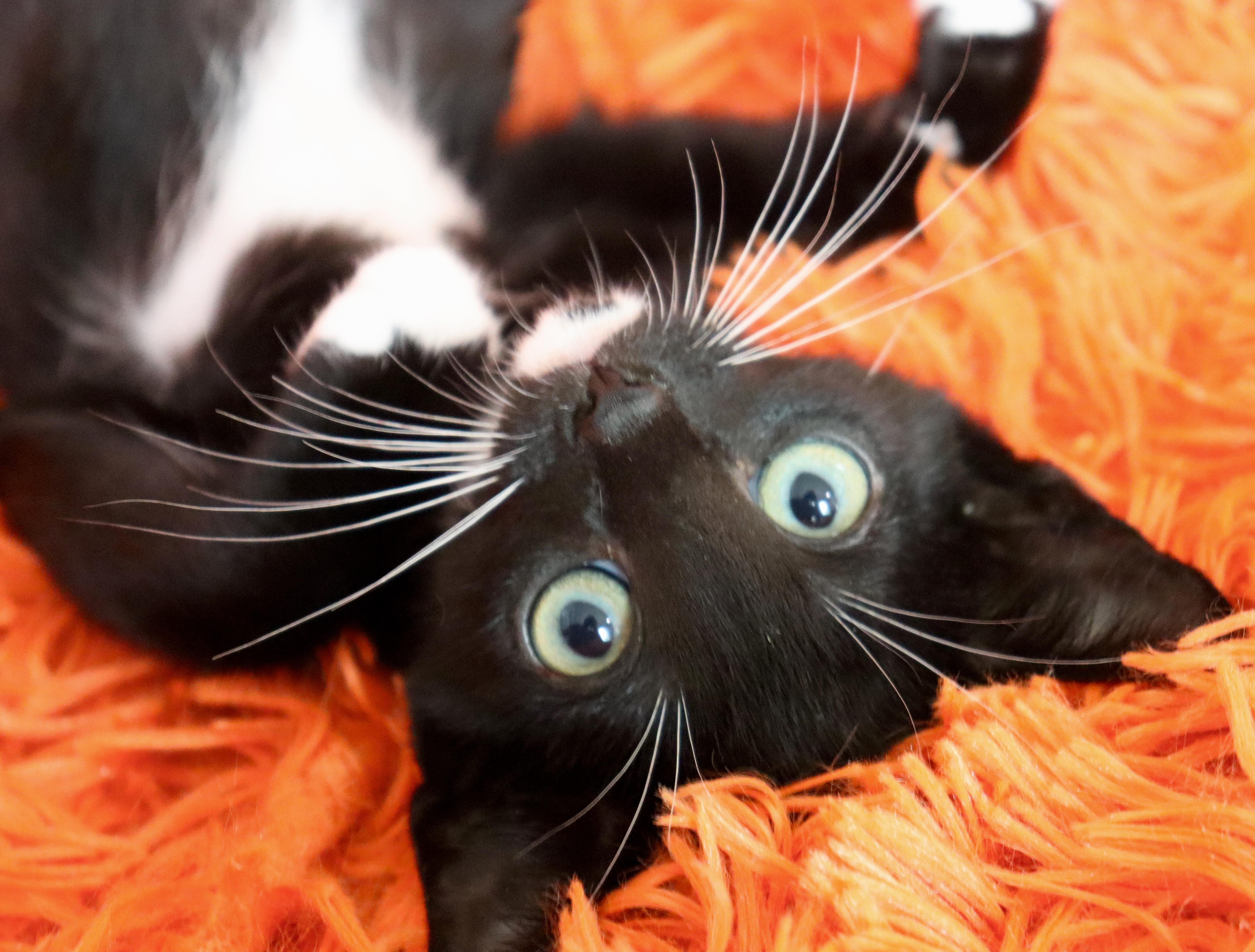 A baby medium-sized male Tuxedo cat named Socks for adoption in Saint Augustine, FL