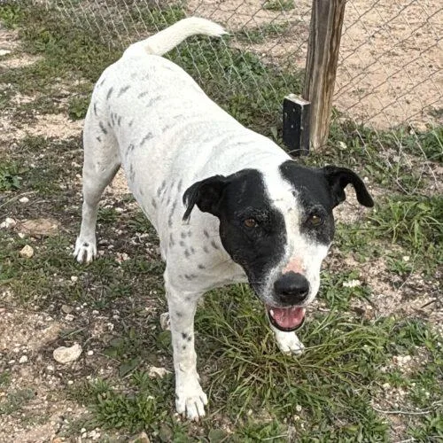 An adult large-sized female Yellow / Tan / Blond / Fawn American Staffordshire Terrier dog named Mica for adoption in Sullivan City, TX
